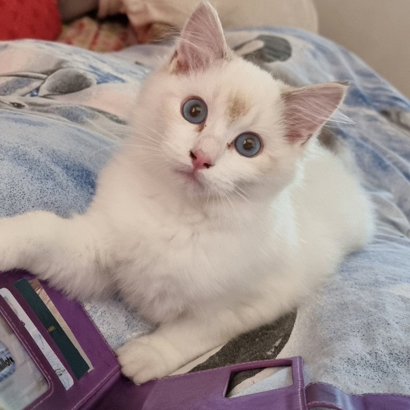 Trycoline’s Smallville Loïs Lane Chouquette Femelle Ragdoll Trycoline’s Smallville Loïs Lane Chouquette Femelle Ragdoll