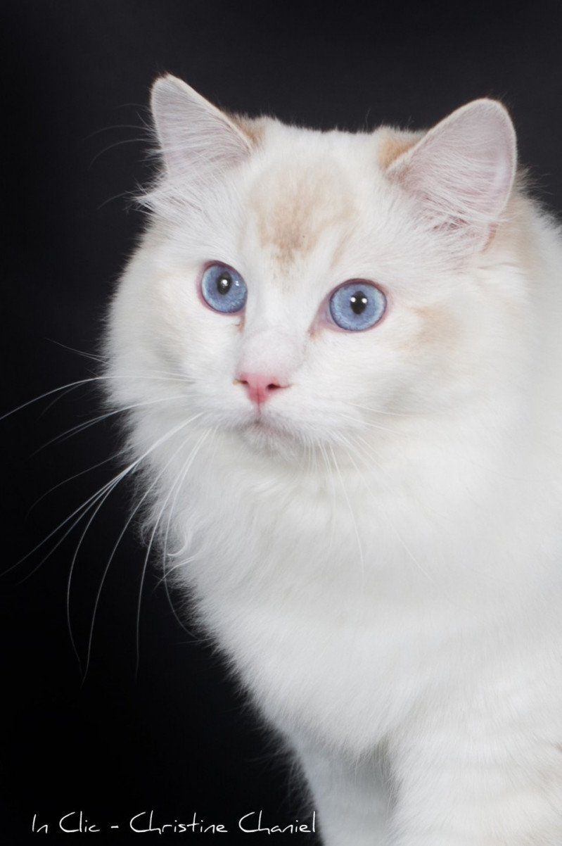 Trycoline’s Smallville Loïs Lane Chouquette Femelle Ragdoll Trycoline’s Smallville Loïs Lane Chouquette Femelle Ragdoll