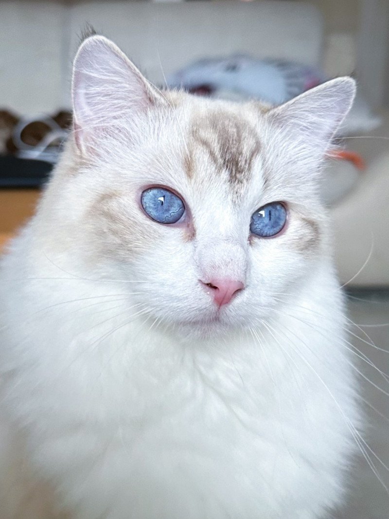 Trycoline’s Smallville Loïs Lane Chouquette Femelle Ragdoll Trycoline’s Smallville Loïs Lane Chouquette Femelle Ragdoll