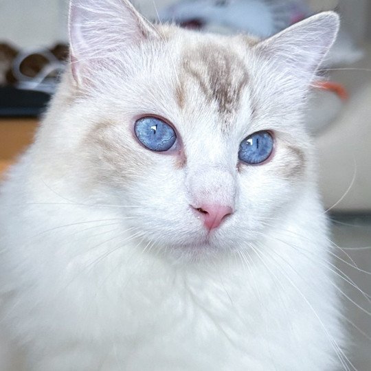 Trycoline’s Smallville Loïs Lane Chouquette Femelle Ragdoll