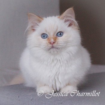 chat Ragdoll Snow Trycoline’s