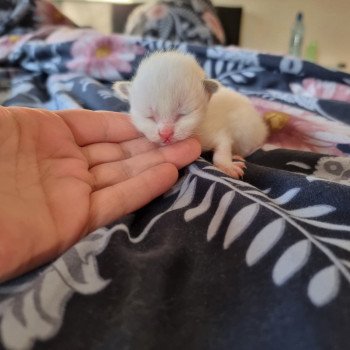 chaton Ragdoll Street Aragon Lane Trycoline’s chaton Ragdoll Street Aragon Lane Trycoline’s