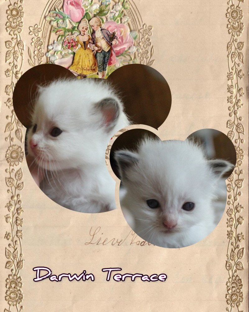 Trycoline’s Street Darwin Terrace Mâle Ragdoll