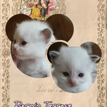 chaton Ragdoll Street Darwin Terrace Trycoline’s Ragdoll chocolate point bicolor