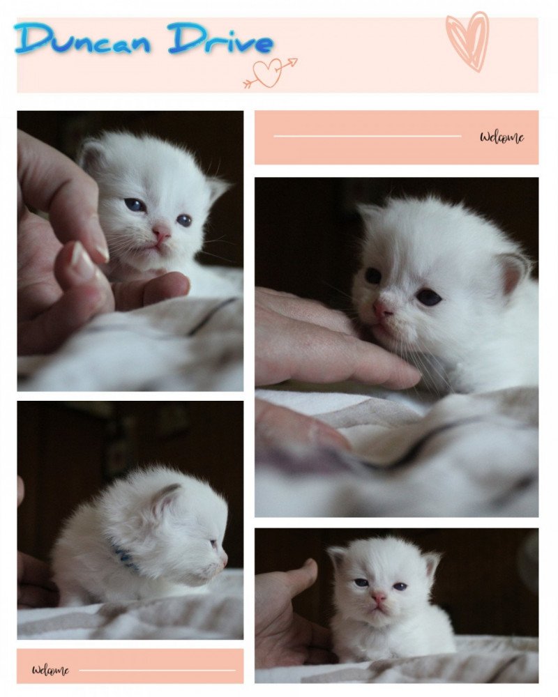 Trycoline’s Street Duncan Drive Yuki Mâle Ragdoll