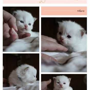 chaton Ragdoll Street Duncan Drive Trycoline’s chaton Ragdoll Street Duncan Drive Trycoline’s
