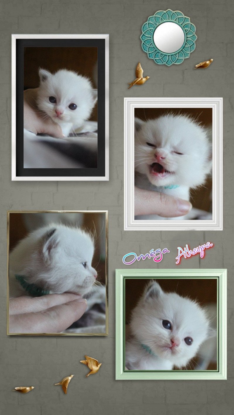 Trycoline’s Street Oméga Atheyna Femelle Ragdoll