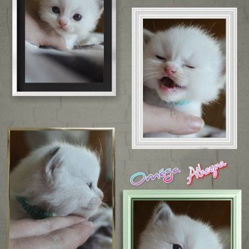 chat Ragdoll chocolate tabby point bicolor Street Oméga Atheyna Trycoline’s Ragdoll chocolate tabby point bicolor