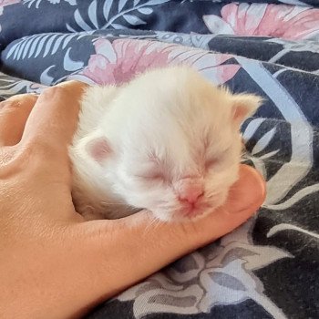 chaton Ragdoll Street Rose Lane Trycoline’s chaton Ragdoll Street Rose Lane Trycoline’s