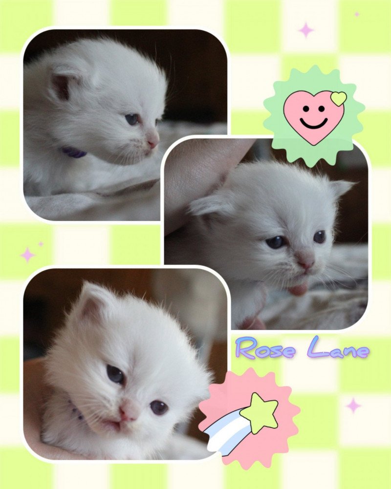 Trycoline’s Street Lily Rose Femelle Ragdoll