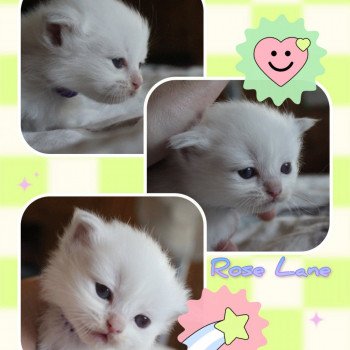 chaton Ragdoll Street Rose Lane Trycoline’s Ragdoll lilac tabby point bicolor
