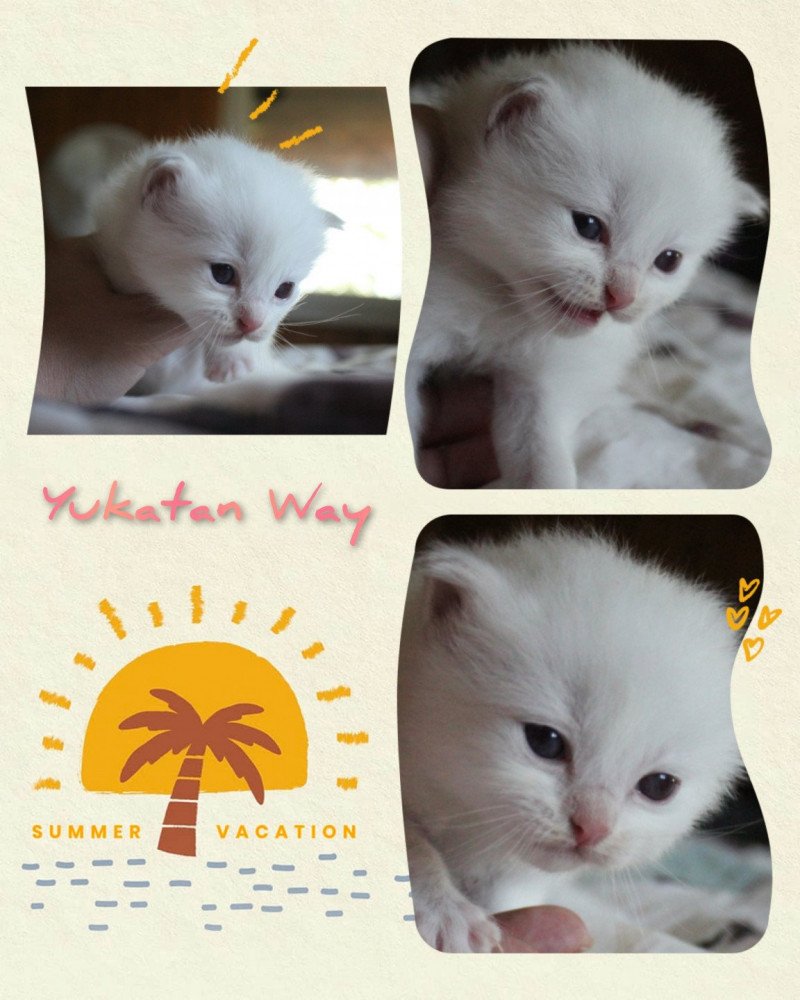 Trycoline’s Street Yukatan Way Mâle Ragdoll