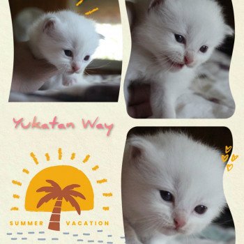 chaton Ragdoll Street Yukatan Way Trycoline’s