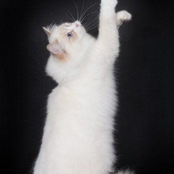 chat Ragdoll lilac point bicolor Summerland Amber Trycoline’s