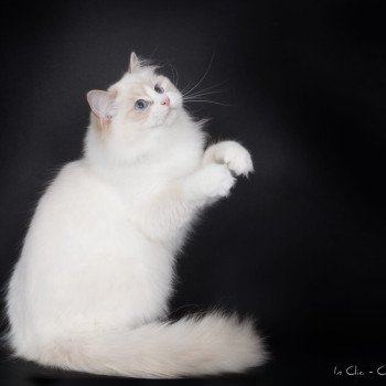 chat Ragdoll lilac point bicolor Summerland Amber Trycoline’s