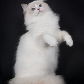 chat Ragdoll lilac point bicolor Summerland Amber Trycoline’s