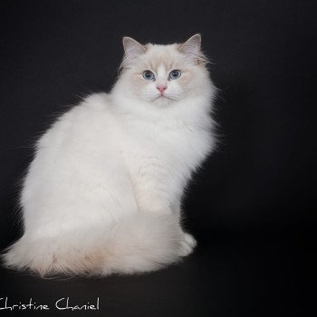 chat Ragdoll lilac point bicolor Summerland Amber Trycoline’s