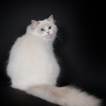 chat Ragdoll lilac point bicolor Summerland Amber Trycoline’s