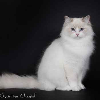chat Ragdoll lilac point bicolor Summerland Amber Trycoline’s