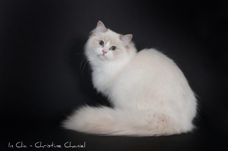 Trycoline’s Summerland Amber Femelle Ragdoll