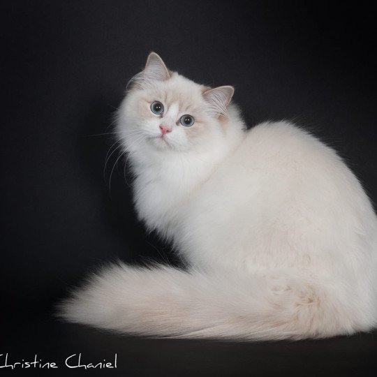 Trycoline’s Summerland Amber Femelle Ragdoll