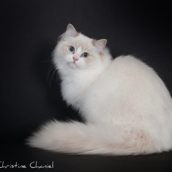 chat Ragdoll lilac point bicolor Summerland Amber Trycoline’s