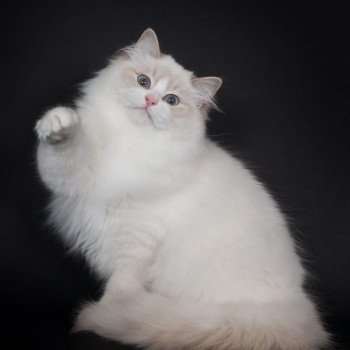 chat Ragdoll lilac point bicolor Summerland Amber Trycoline’s