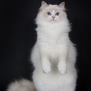 chat Ragdoll lilac point bicolor Summerland Amber Trycoline’s