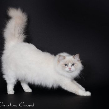 chat Ragdoll lilac point bicolor Summerland Amber Trycoline’s