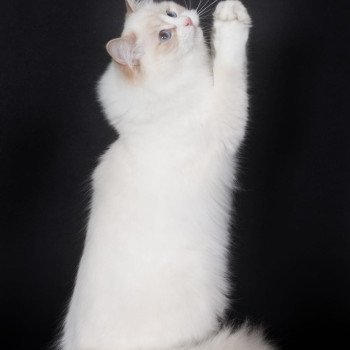 chat Ragdoll lilac point bicolor Summerland Amber Trycoline’s