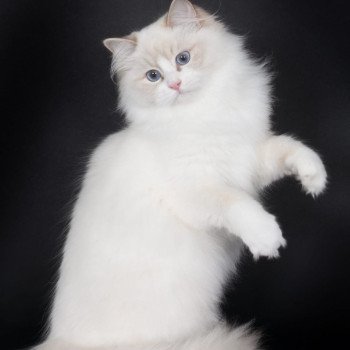 chat Ragdoll lilac point bicolor Summerland Amber Trycoline’s