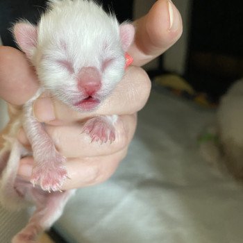 chaton Ragdoll Summerland Amber Trycoline’s