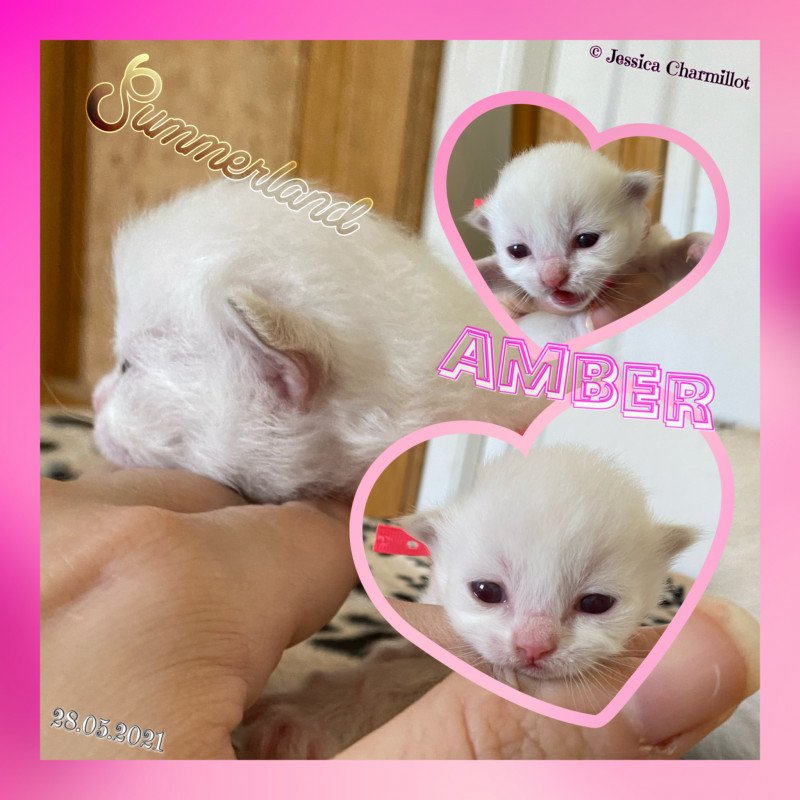 Trycoline’s Summerland Amber Femelle Ragdoll