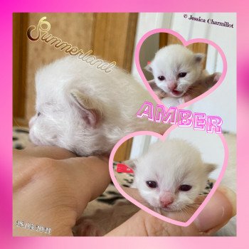 chaton Ragdoll Summerland Amber Trycoline’s