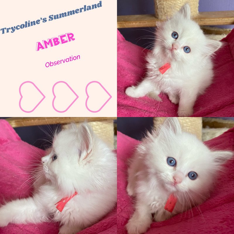 Trycoline’s Summerland Amber Femelle Ragdoll