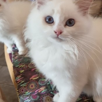 chat Ragdoll lilac point bicolor Summerland Amber Trycoline’s