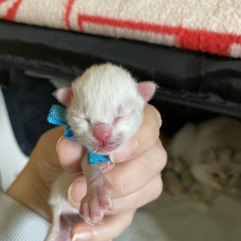 chaton Ragdoll Summerland Ava Trycoline’s Ragdoll chocolate point bicolor
