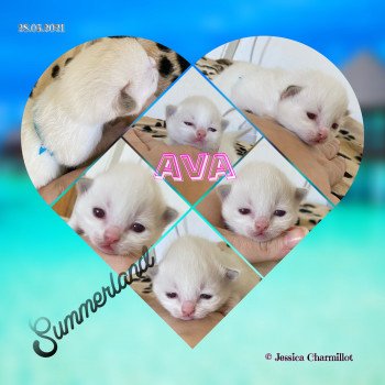 chaton Ragdoll Summerland Ava Trycoline’s Ragdoll chocolate point bicolor