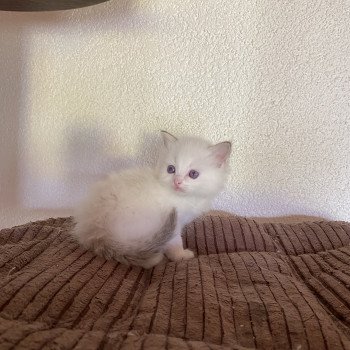 chaton Ragdoll chocolate point bicolor Summerland Ava Trycoline’s chaton Ragdoll chocolate point bicolor Summerland Ava Trycoline’s