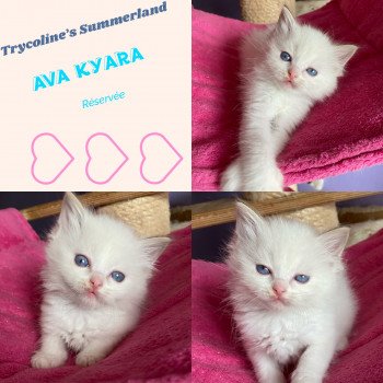 chaton Ragdoll chocolate point bicolor Summerland Ava Kyara Trycoline’s chaton Ragdoll chocolate point bicolor Summerland Ava Kyara Trycoline’s