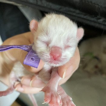 chaton Ragdoll Summerland Callie Trycoline’s