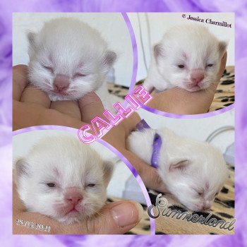 chaton Ragdoll Summerland Callie Trycoline’s chaton Ragdoll Summerland Callie Trycoline’s
