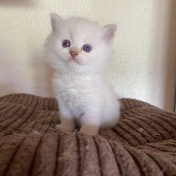 chaton Ragdoll lilac tabby point mitted Summerland Callie Trycoline’s