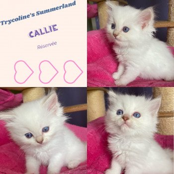 Trycoline’s Summerland Callie Joy Femelle Ragdoll