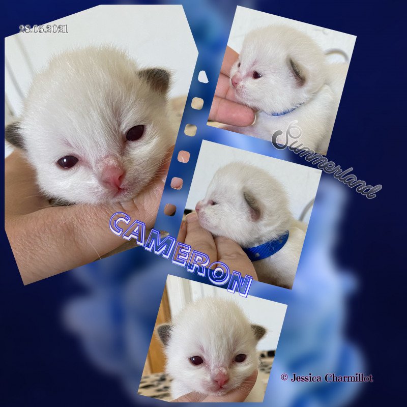 Trycoline’s Summerland Cameron Mâle Ragdoll