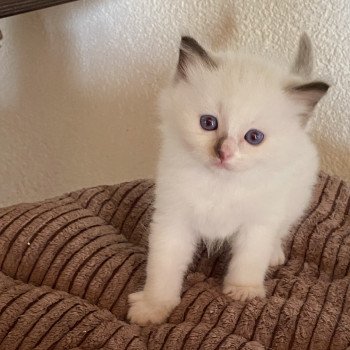 chaton Ragdoll chocolate point bicolor Summerland Cameron Trycoline’s chaton Ragdoll chocolate point bicolor Summerland Cameron Trycoline’s