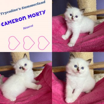 chaton Ragdoll chocolate point bicolor Summerland Cameron Morty Trycoline’s chaton Ragdoll chocolate point bicolor Summerland Cameron Morty Trycoline’s