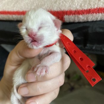 chaton Ragdoll Summerland Jay Trycoline’s