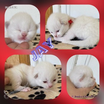 chaton Ragdoll Summerland Jay Trycoline’s chaton Ragdoll Summerland Jay Trycoline’s