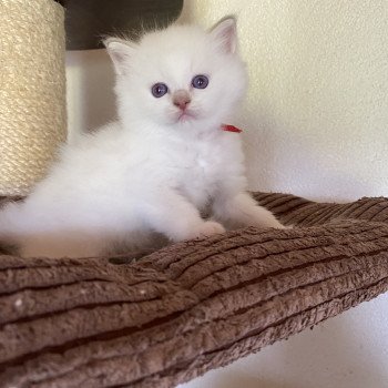 chaton Ragdoll lilac tabby point mitted Summerland Jay Trycoline’s